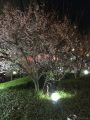 泉北泉ヶ丘駅の桜
