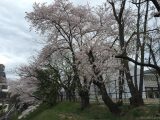 泉北の桜