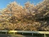 大阪府柏原市の桜