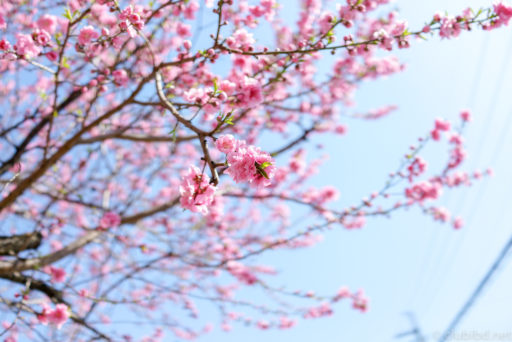 栂・美木多の桜